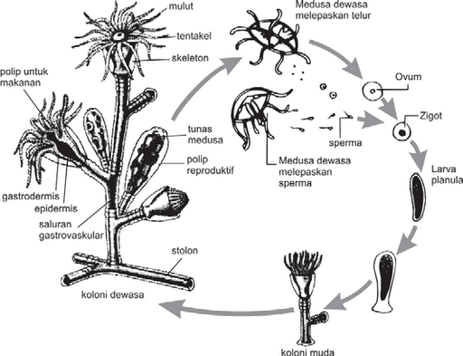 Cara Reproduksi Coelenterata